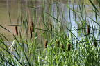 Schmalblättriger Rohrkolben - Typha angustifolia