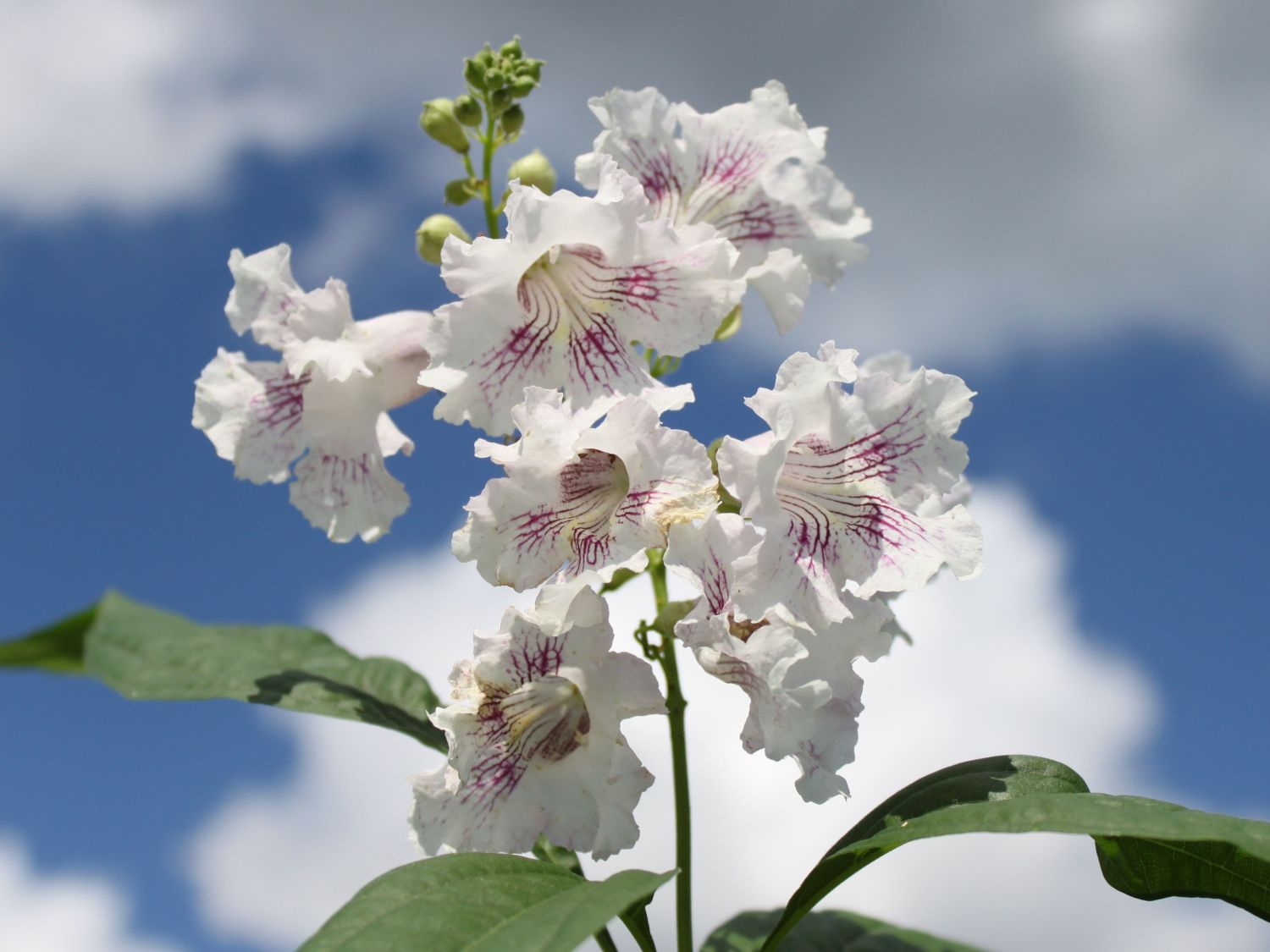 Schmalblättriger Trompetenbaum / Baumoleander