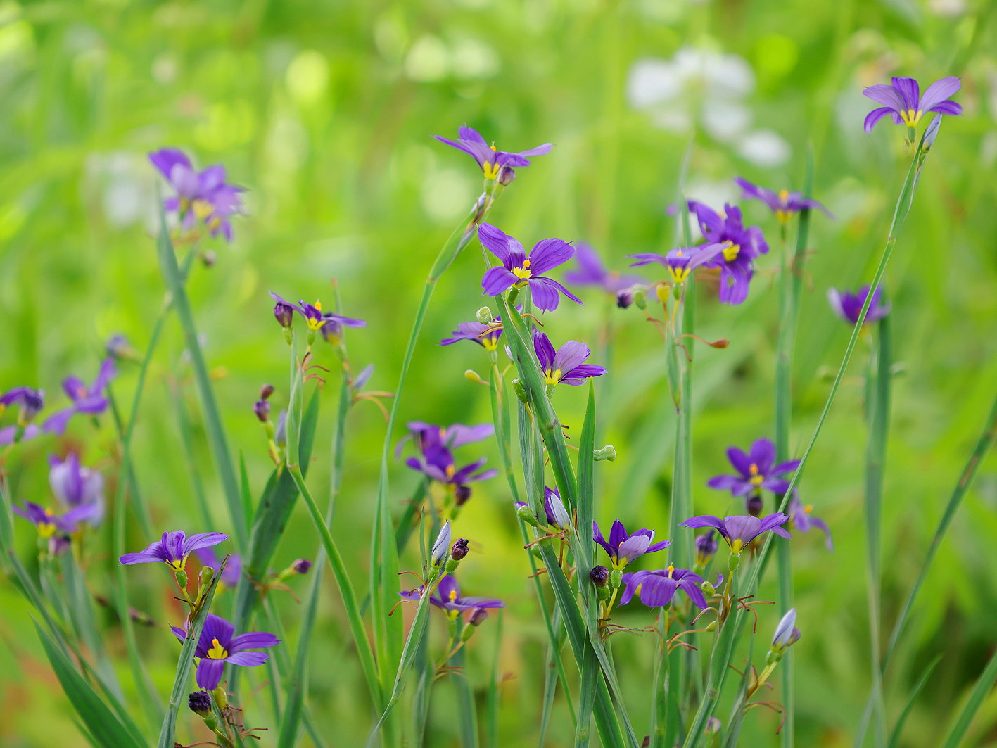 Schmalblättriges Grasschwertel 'Lucerne' - Sisyrinchium angustifolium 'Lucerne'