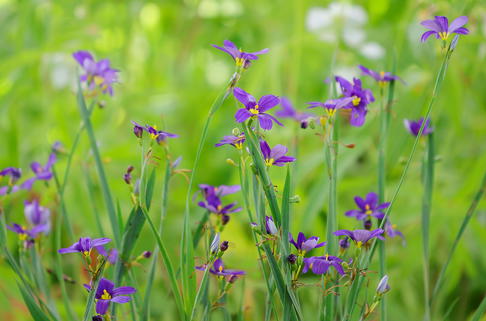 Schmalblättriges Grasschwertel 'Lucerne' - Sisyrinchium angustifolium 'Lucerne'