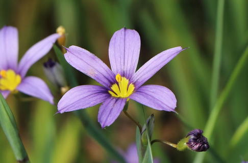 Schmalblättriges Grasschwertel - Sisyrinchium angustifolium