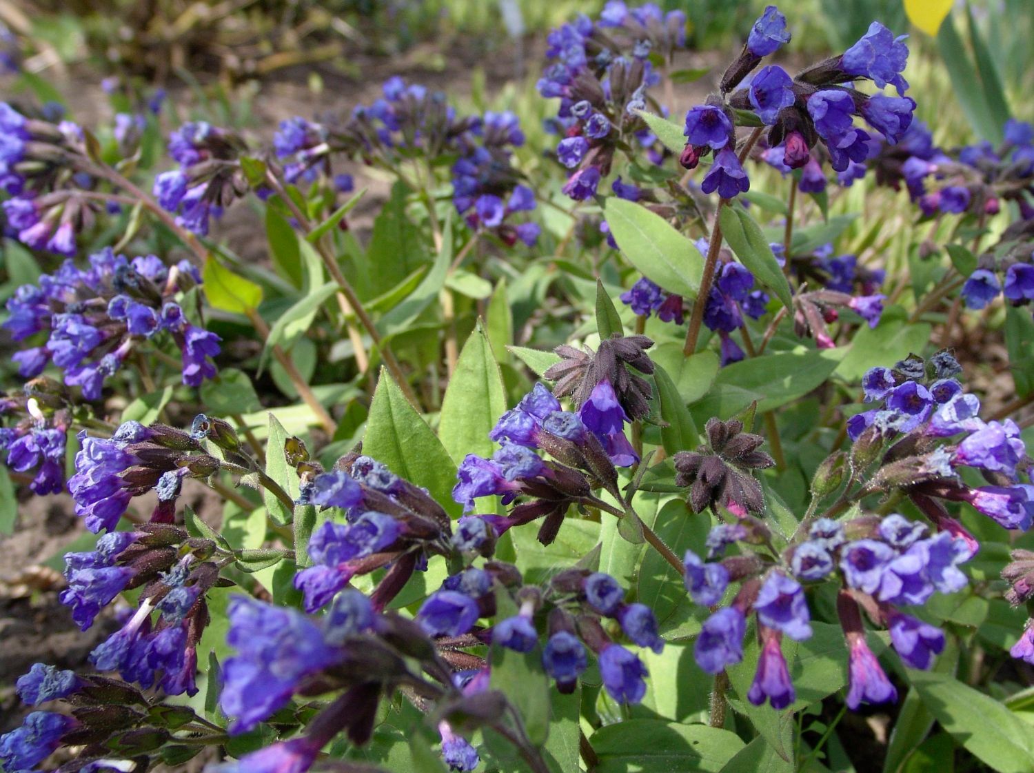 Schmalblättriges Lungenkraut 'Blaues Meer'