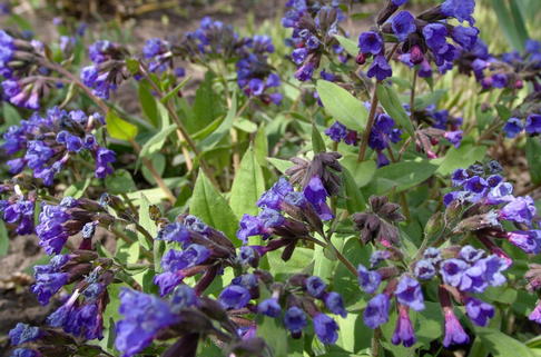 Schmalblättriges Lungenkraut 'Blaues Meer' - Pulmonaria dacica 'Blaues Meer'