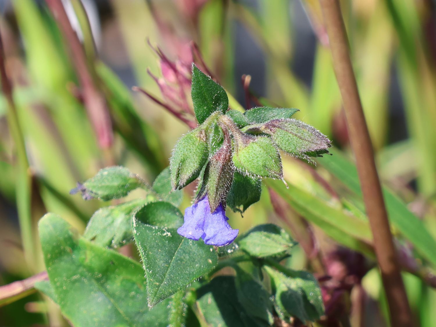 Schmalblättriges Lungenkraut 'Blue Ensign'