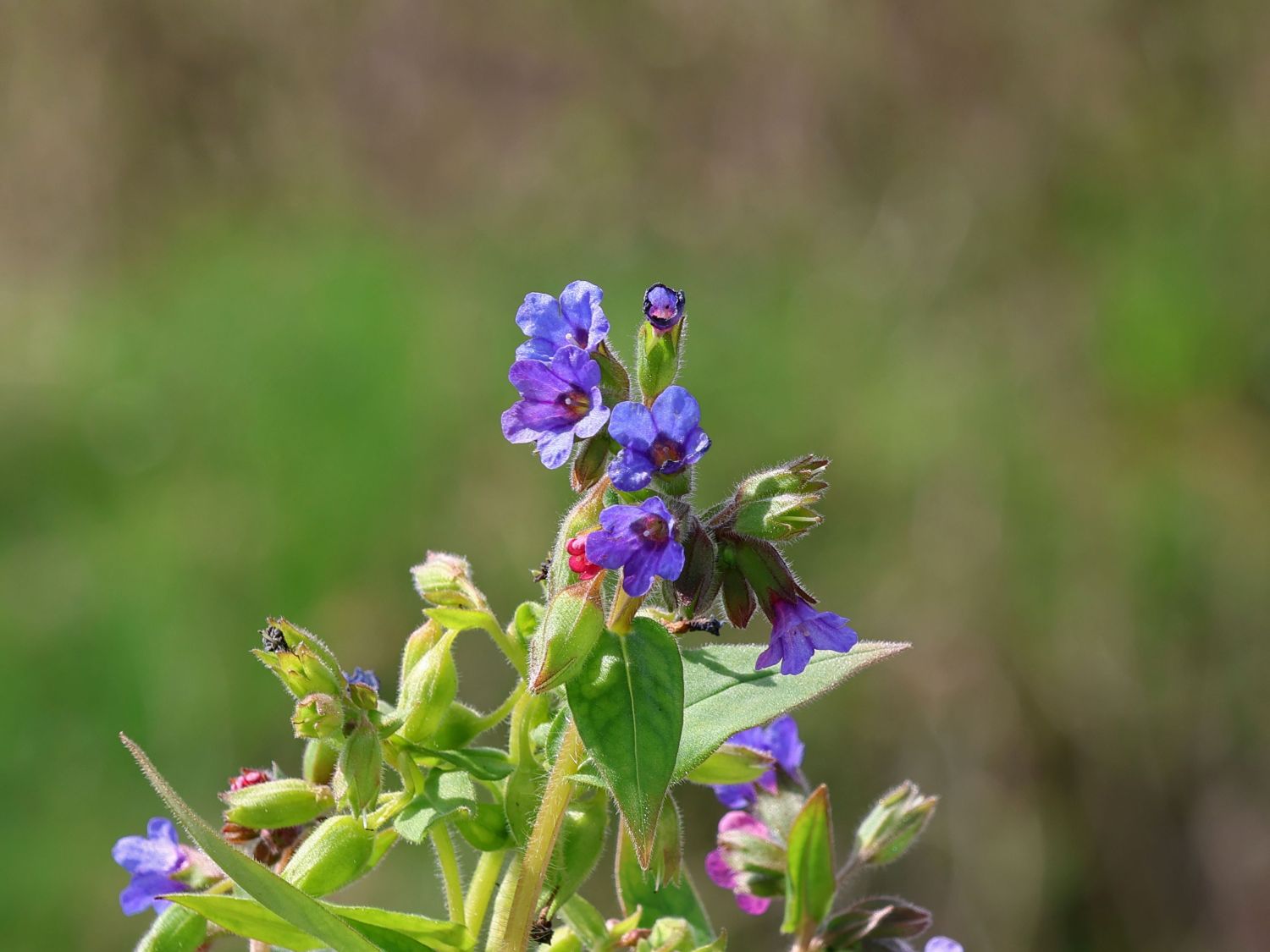 Schmalblättriges Lungenkraut