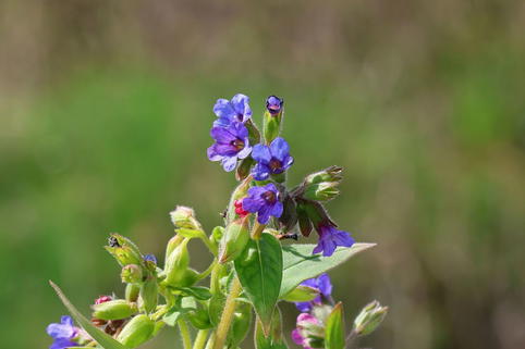 Schmalblättriges Lungenkraut - Pulmonaria angustifolia