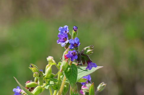 Schmalblättriges Lungenkraut - Pulmonaria angustifolia