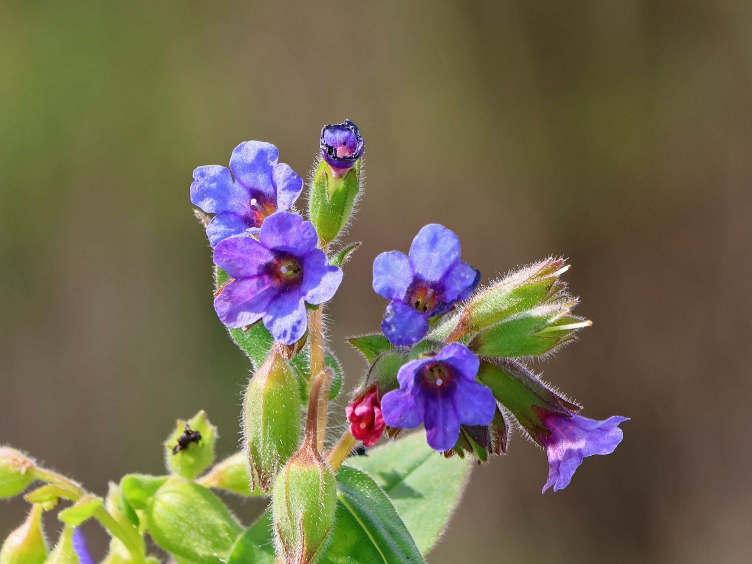 Schmalblättriges Lungenkraut - Pulmonaria angustifolia