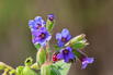 Schmalblättriges Lungenkraut - Pulmonaria angustifolia