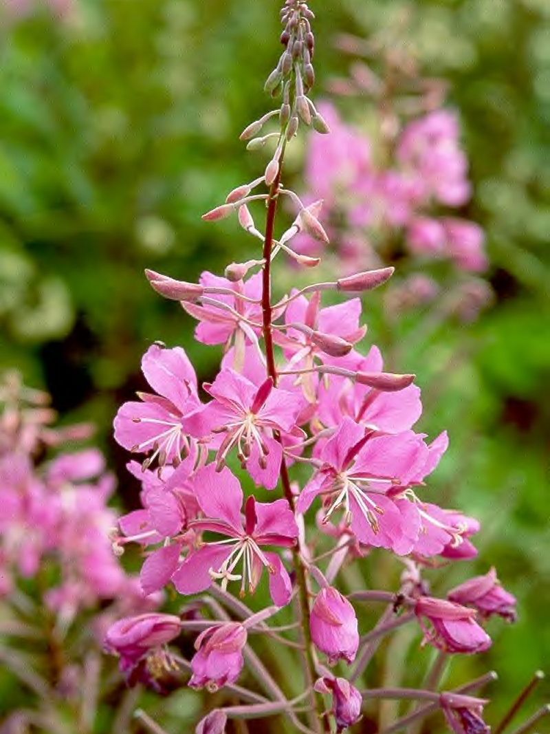 Schmalblättriges Weidenröschen - Epilobium angustifolium