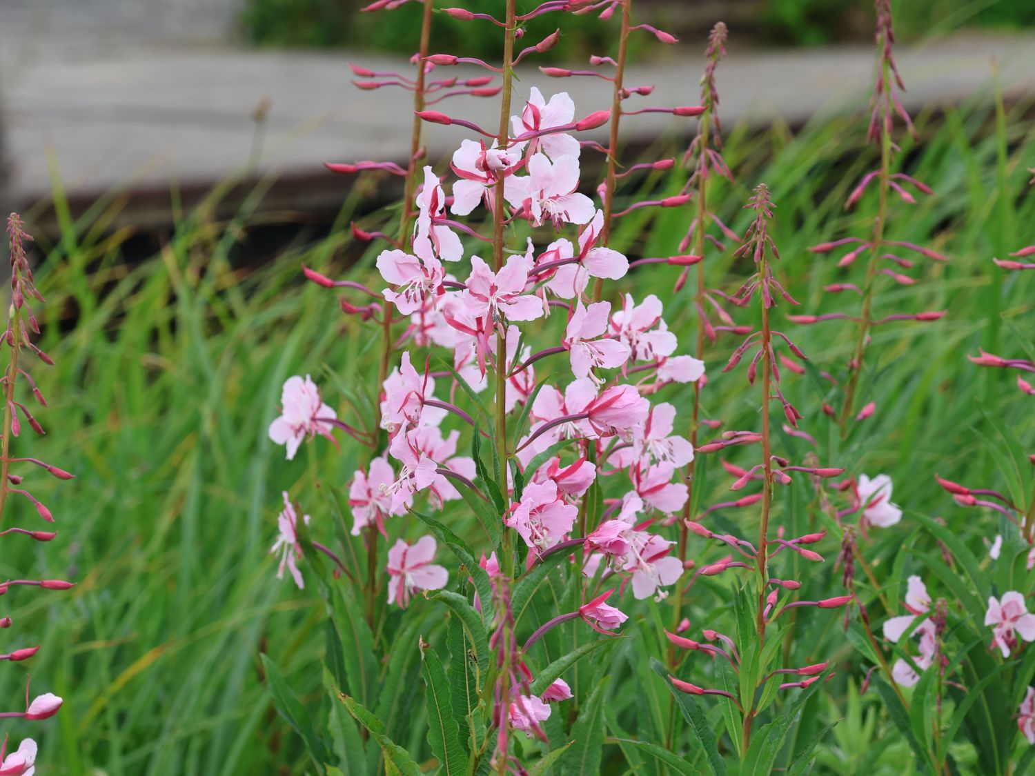 Schmalblättriges Weidenröschen 'Stahl Rose' - Epilobium angustifolium 'Stahl Rose'