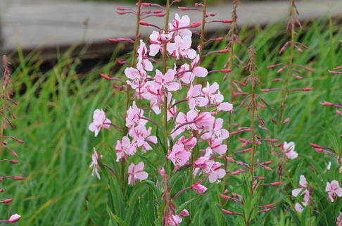 Schmalblättriges Weidenröschen 'Stahl Rose' - Epilobium angustifolium 'Stahl Rose'