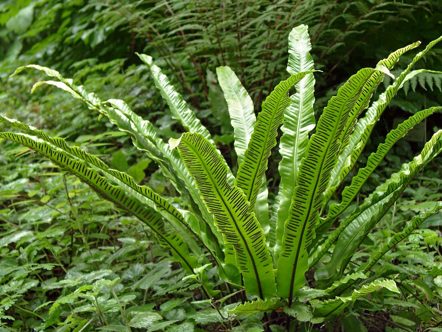 Streifenfarngewächse (Aspleniaceae)