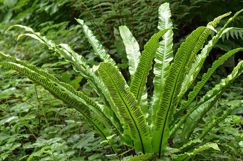 Schmaler Hirschzungenfarn 'Angustifolia' - Asplenium scolopendrium 'Angustifolia'