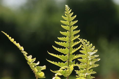 Schmaler Schildfarn - Polystichum tsus-simense