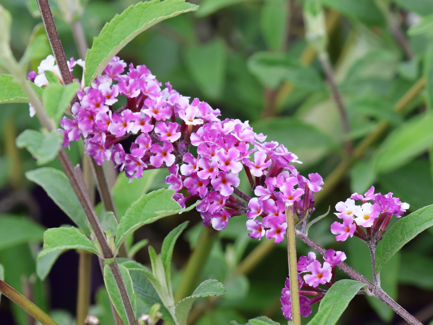 Schmetterlingsflieder / Sommerflieder 'Berries and Cream' - Buddleja davidii 'Berries and Cream'