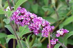 Schmetterlingsflieder / Sommerflieder 'Berries and Cream' - Buddleja davidii 'Berries and Cream'