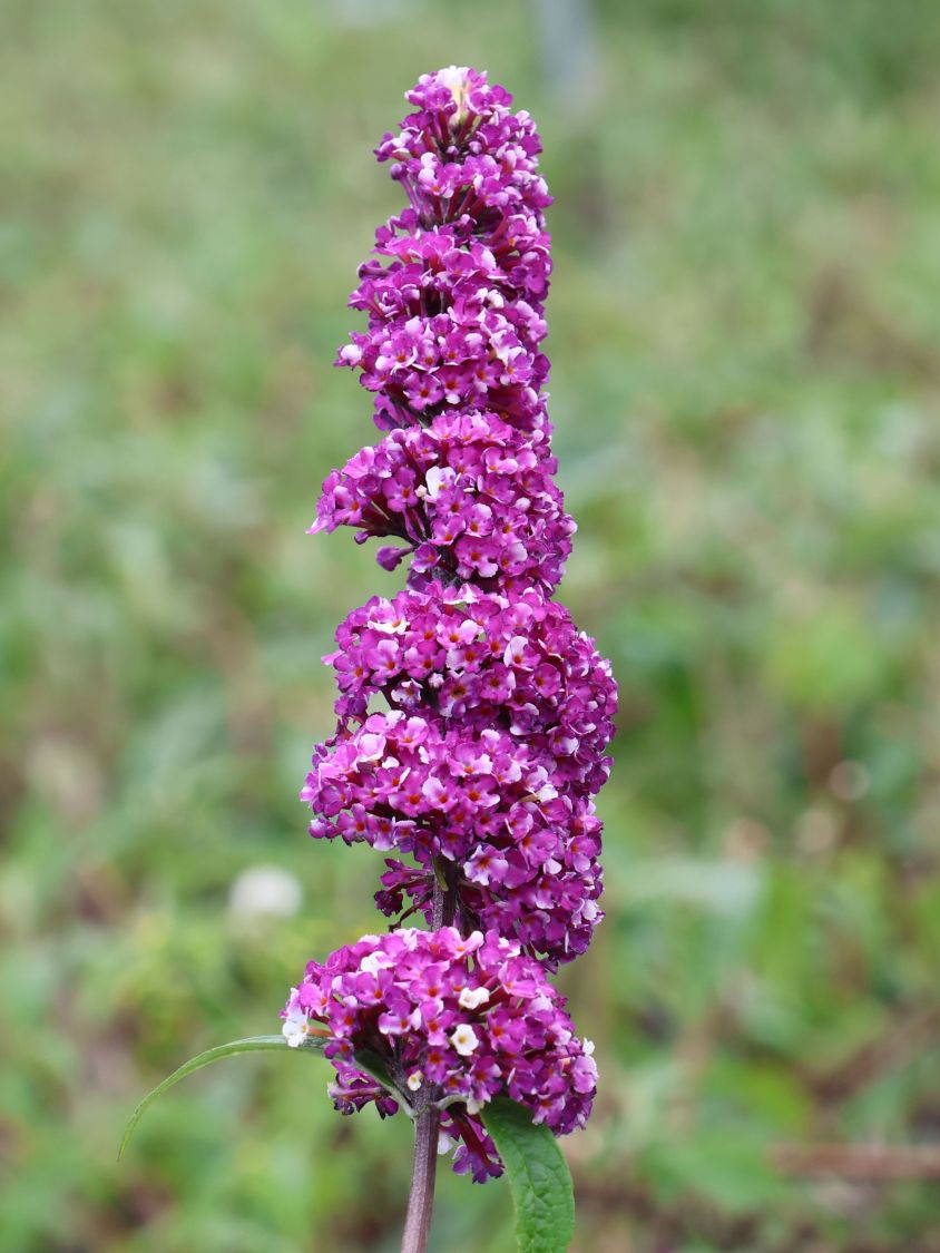 Schmetterlingsflieder / Sommerflieder 'Berries and Cream' - Buddleja davidii 'Berries and Cream'