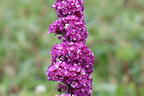 Schmetterlingsflieder / Sommerflieder 'Berries and Cream' - Buddleja davidii 'Berries and Cream'