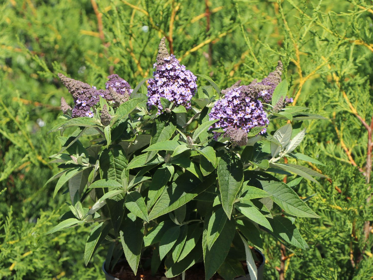 Zwerg-Schmetterlingsflieder / Zwerg-Sommerflieder Butterfly Candy ® 'Lila Sweetheart' - Buddleja davidii Butterfly Candy ® 'Lila Sweetheart'