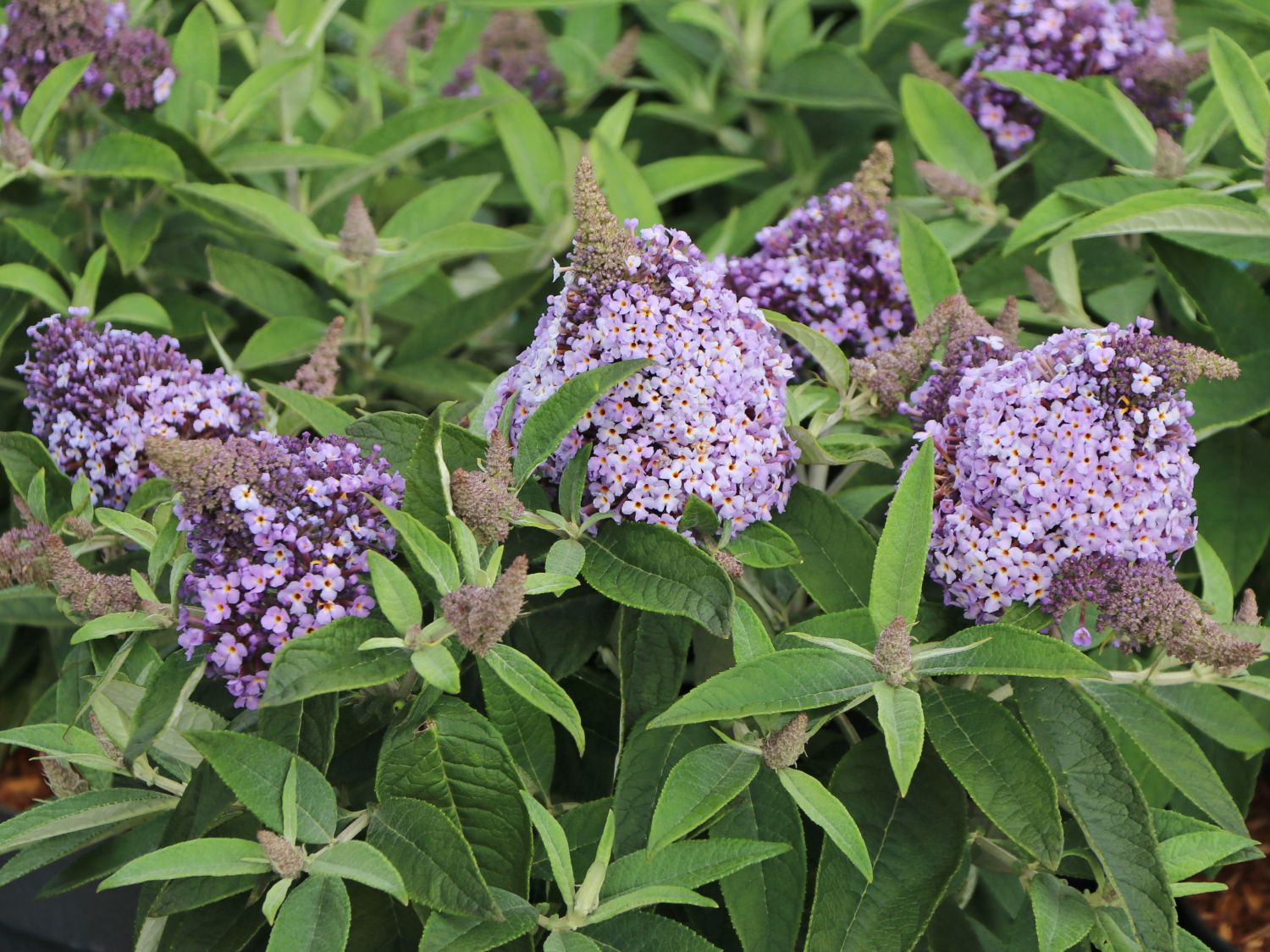 Zwerg-Schmetterlingsflieder / Zwerg-Sommerflieder Butterfly Candy ® 'Lila Sweetheart' - Buddleja davidii Butterfly Candy ® 'Lila Sweetheart'