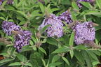 Zwerg-Schmetterlingsflieder / Zwerg-Sommerflieder Butterfly Candy ® 'Lila Sweetheart' - Buddleja davidii Butterfly Candy ® 'Lila Sweetheart'