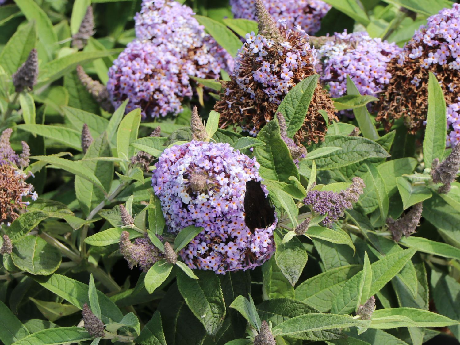 Zwerg-Schmetterlingsflieder / Zwerg-Sommerflieder Butterfly Candy ® 'Lila Sweetheart' - Buddleja davidii Butterfly Candy ® 'Lila Sweetheart'