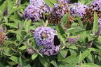 Zwerg-Schmetterlingsflieder / Zwerg-Sommerflieder Butterfly Candy ® 'Lila Sweetheart' - Buddleja davidii Butterfly Candy ® 'Lila Sweetheart'