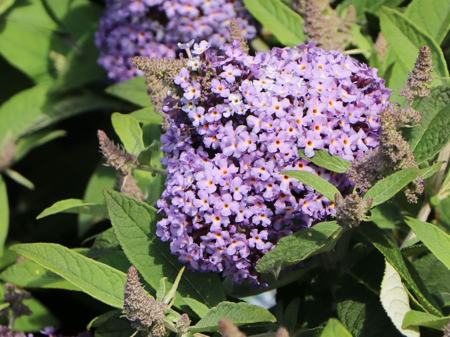 Zwerg-Schmetterlingsflieder / Zwerg-Sommerflieder Butterfly Candy ® 'Lila Sweetheart' - Buddleja davidii Butterfly Candy ® 'Lila Sweetheart'