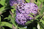 Zwerg-Schmetterlingsflieder / Zwerg-Sommerflieder Butterfly Candy ® 'Lila Sweetheart' - Buddleja davidii Butterfly Candy ® 'Lila Sweetheart'