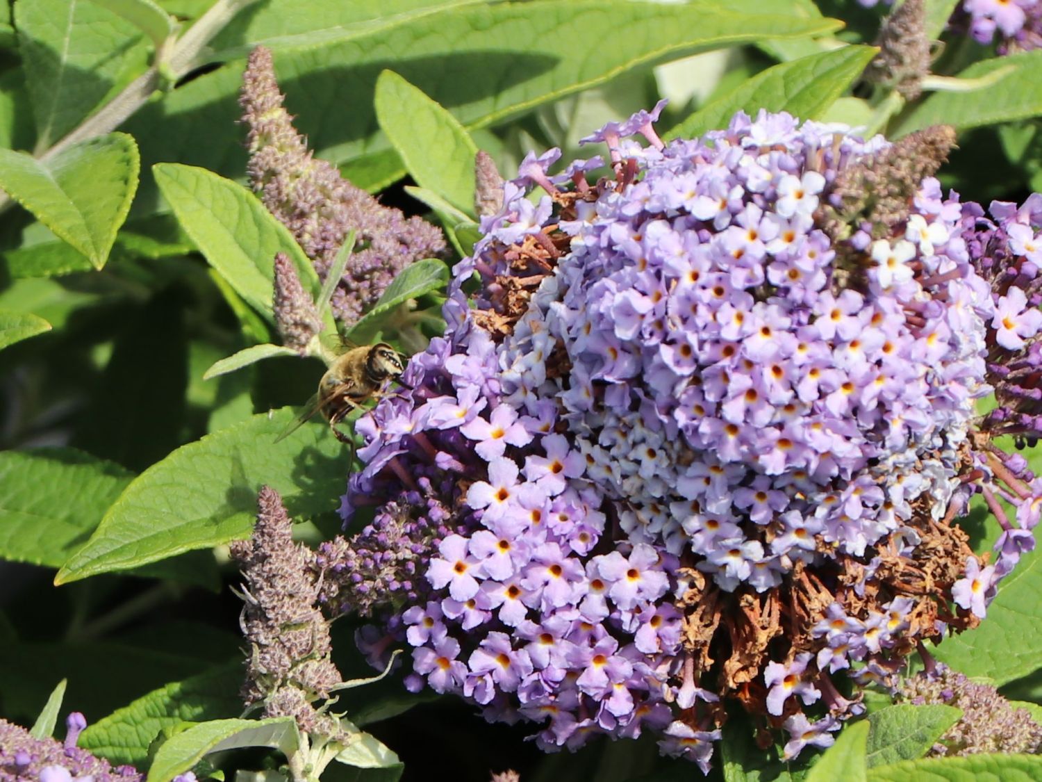 Zwerg-Schmetterlingsflieder / Zwerg-Sommerflieder Butterfly Candy ® 'Lila Sweetheart' - Buddleja davidii Butterfly Candy ® 'Lila Sweetheart'