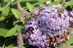 Zwerg-Schmetterlingsflieder / Zwerg-Sommerflieder Butterfly Candy ® 'Lila Sweetheart' - Buddleja davidii Butterfly Candy ® 'Lila Sweetheart'
