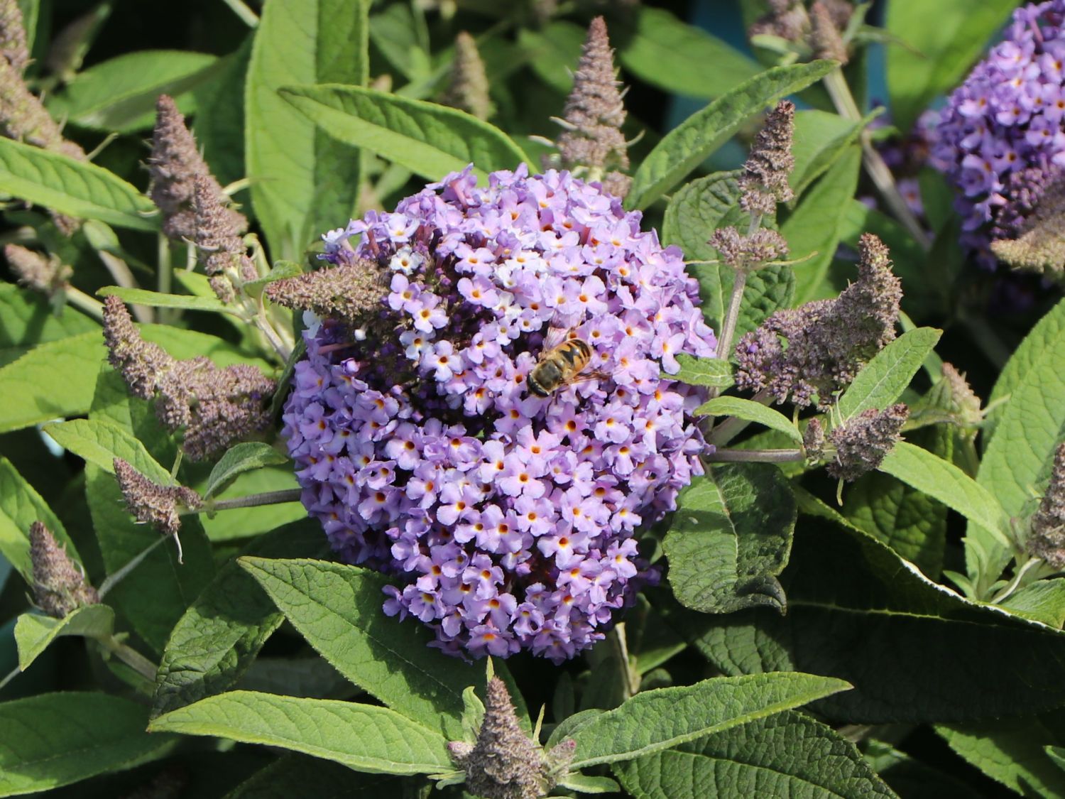 Zwerg-Schmetterlingsflieder / Zwerg-Sommerflieder Butterfly Candy ® 'Lila Sweetheart' - Buddleja davidii Butterfly Candy ® 'Lila Sweetheart'