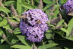 Zwerg-Schmetterlingsflieder / Zwerg-Sommerflieder Butterfly Candy ® 'Lila Sweetheart' - Buddleja davidii Butterfly Candy ® 'Lila Sweetheart'