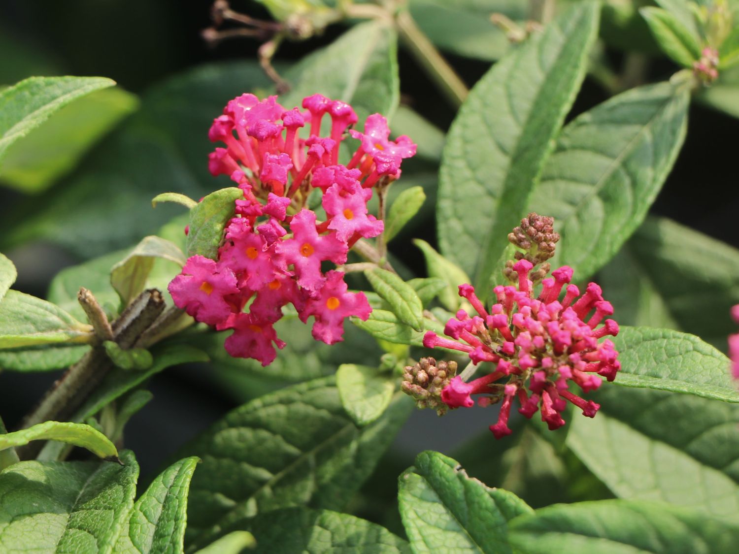 Zwerg-Schmetterlingsflieder / Zwerg-Sommerflieder Butterfly Candy ® 'Little Ruby' - Buddleja davidii Butterfly Candy ® 'Little Ruby'