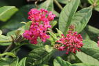 Zwerg-Schmetterlingsflieder / Zwerg-Sommerflieder Butterfly Candy ® 'Little Ruby' - Buddleja davidii Butterfly Candy ® 'Little Ruby'