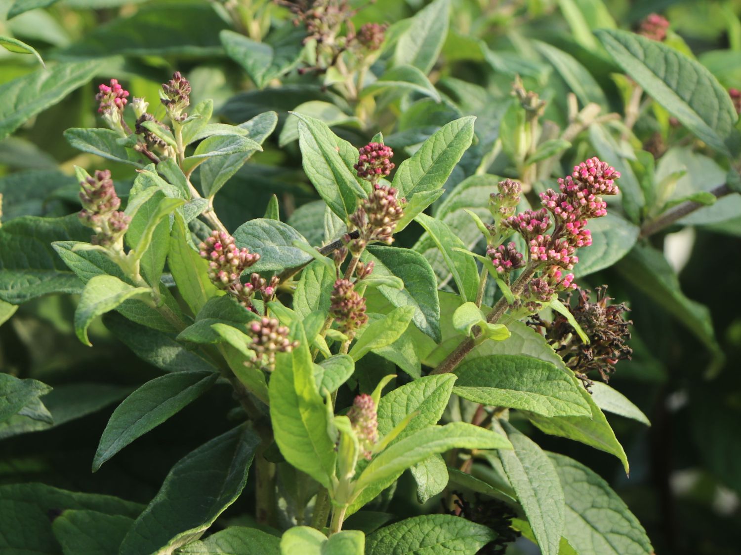Zwerg-Schmetterlingsflieder / Zwerg-Sommerflieder Butterfly Candy ® 'Little Ruby' - Buddleja davidii Butterfly Candy ® 'Little Ruby'