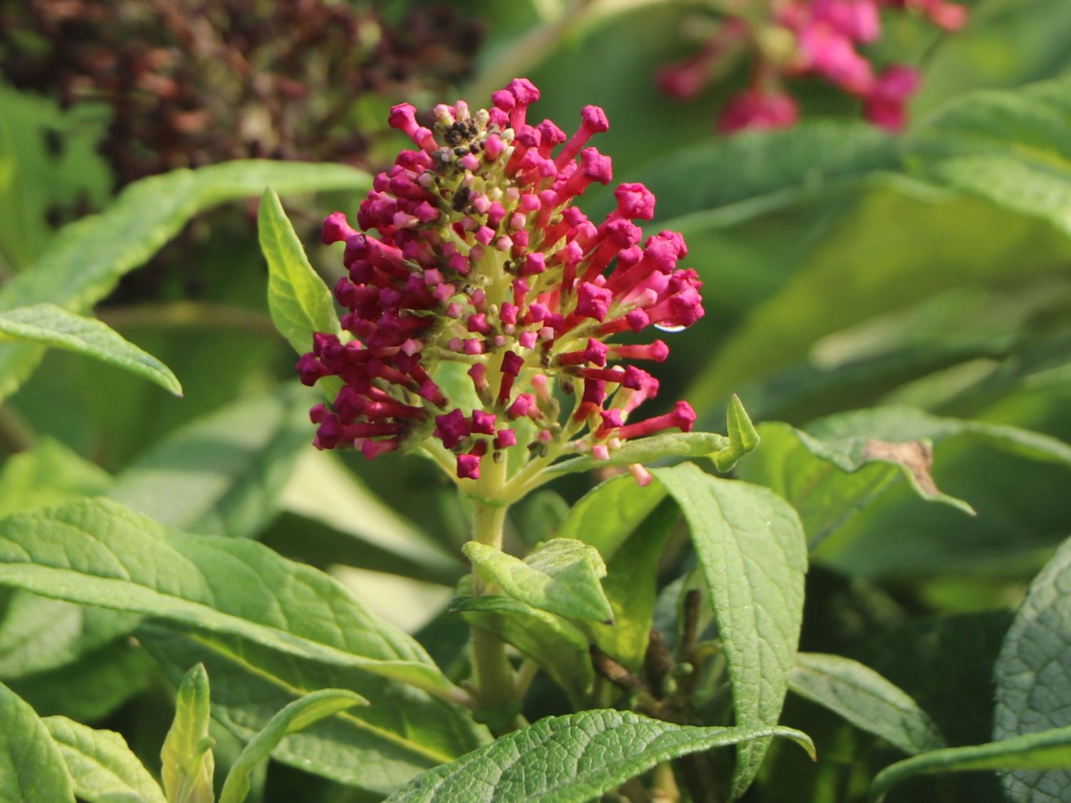 Zwerg-Schmetterlingsflieder / Zwerg-Sommerflieder Butterfly Candy ® 'Little Ruby' - Buddleja davidii Butterfly Candy ® 'Little Ruby'