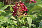 Zwerg-Schmetterlingsflieder / Zwerg-Sommerflieder Butterfly Candy ® 'Little Ruby' - Buddleja davidii Butterfly Candy ® 'Little Ruby'