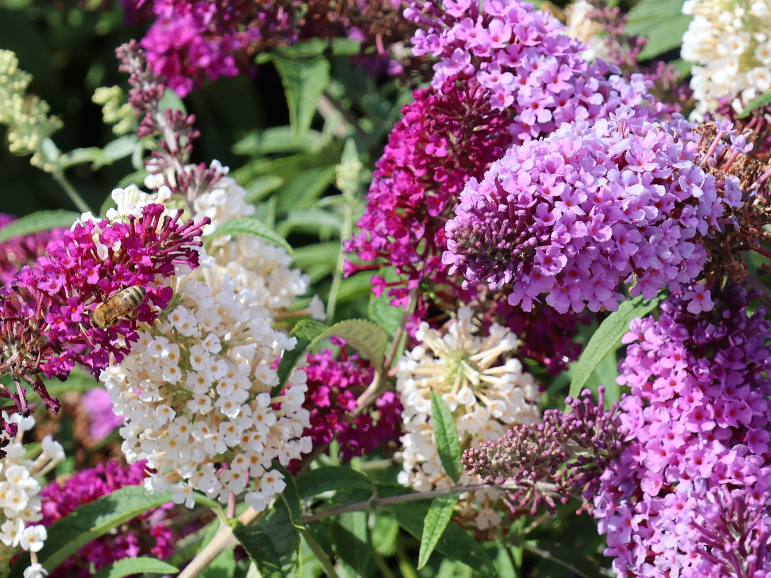 Zwerg-Schmetterlingsflieder / Zwerg-Sommerflieder BUZZ ® TRIO