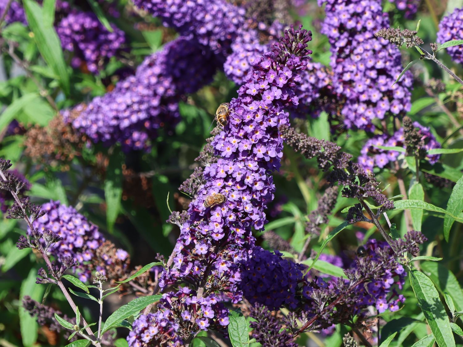 Schmetterlingsflieder / Sommerflieder Summer Kids ® 'Bruno Blue'