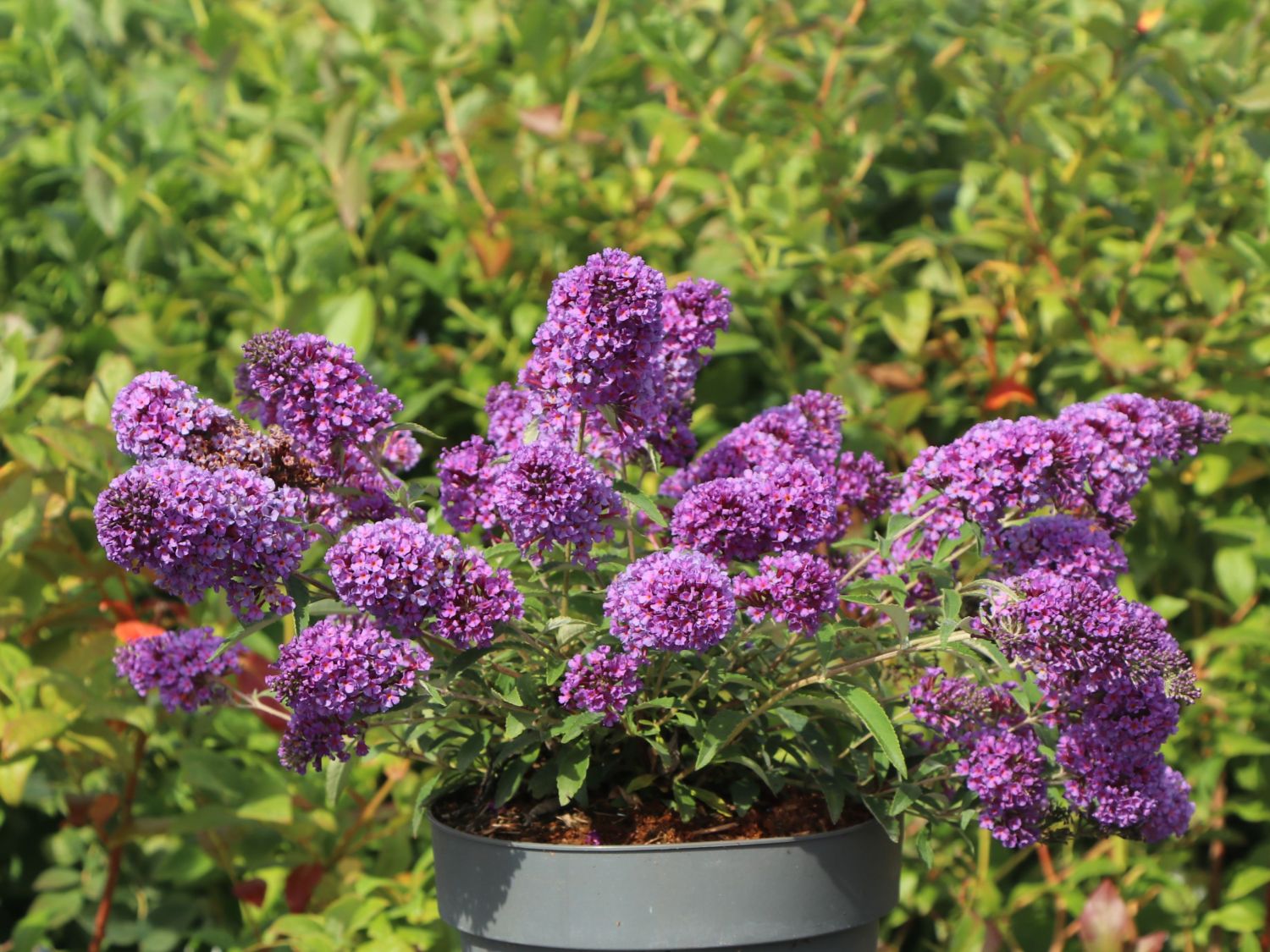 Schmetterlingsflieder / Sommerflieder Summer Kids ® 'Eddi'