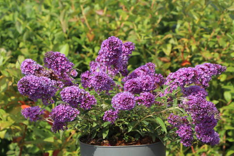 Schmetterlingsflieder / Sommerflieder Summer Kids ® 'Eddi' - Buddleja davidii Summer Kids ® 'Eddi'