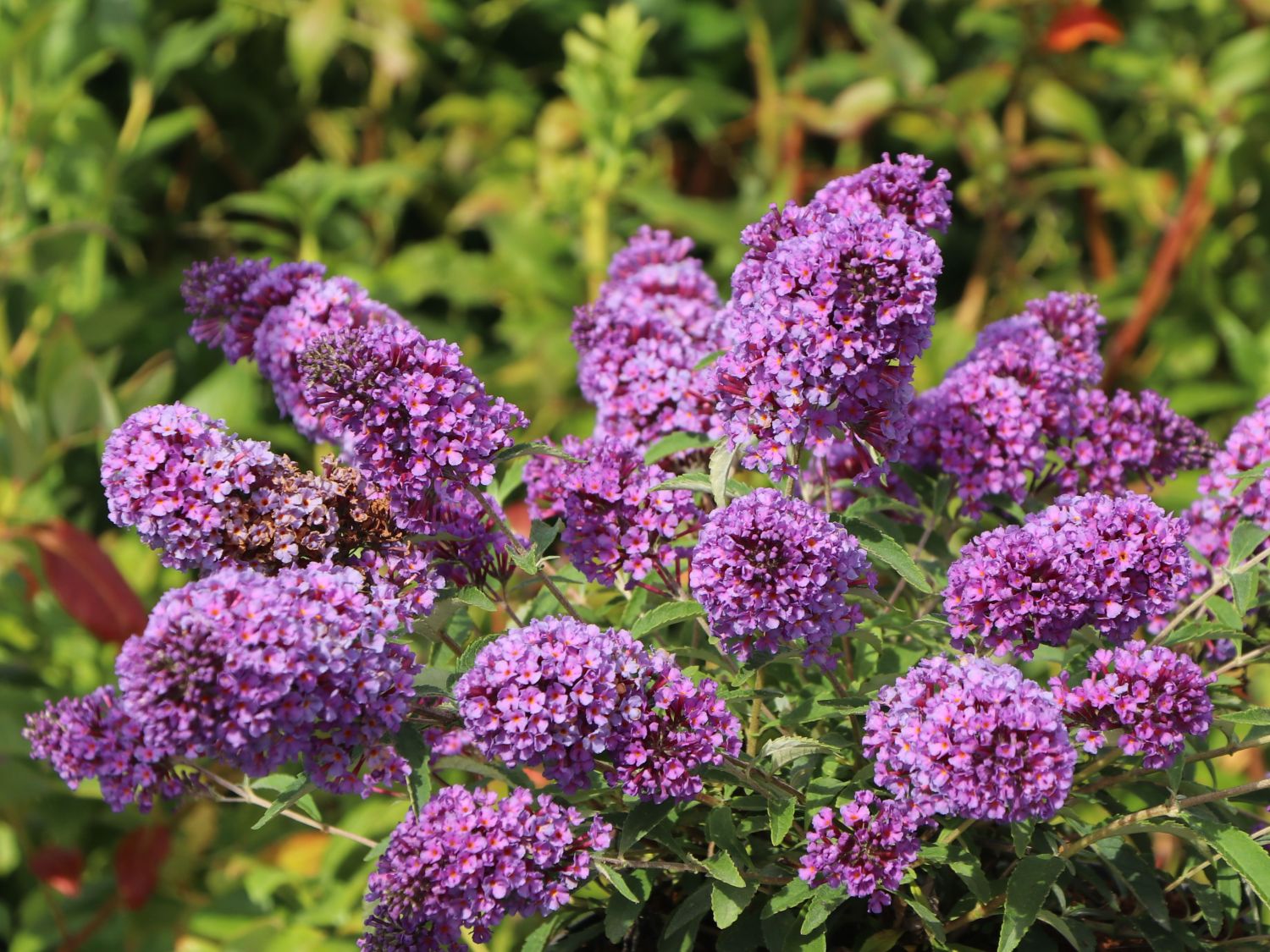 Schmetterlingsflieder / Sommerflieder Summer Kids ® 'Eddi' - Buddleja davidii Summer Kids ® 'Eddi'