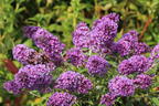 Schmetterlingsflieder / Sommerflieder Summer Kids ® 'Eddi' - Buddleja davidii Summer Kids ® 'Eddi'