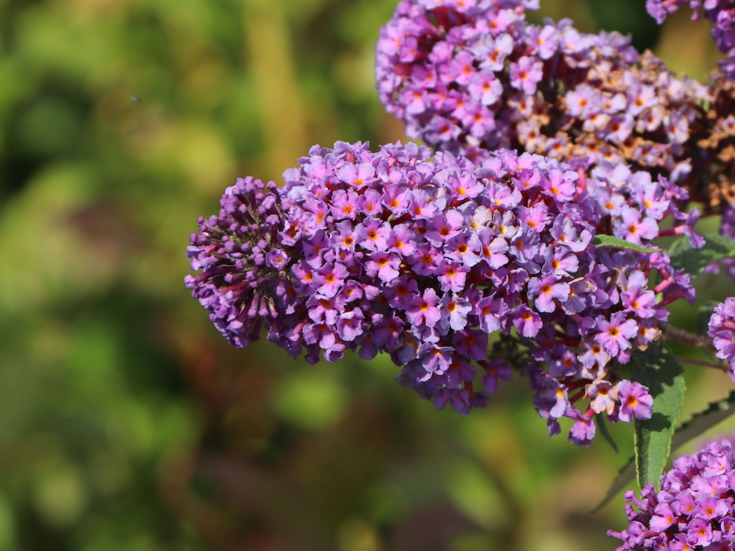 Schmetterlingsflieder / Sommerflieder Summer Kids ® 'Eddi' - Buddleja davidii Summer Kids ® 'Eddi'