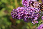 Schmetterlingsflieder / Sommerflieder Summer Kids ® 'Eddi' - Buddleja davidii Summer Kids ® 'Eddi'