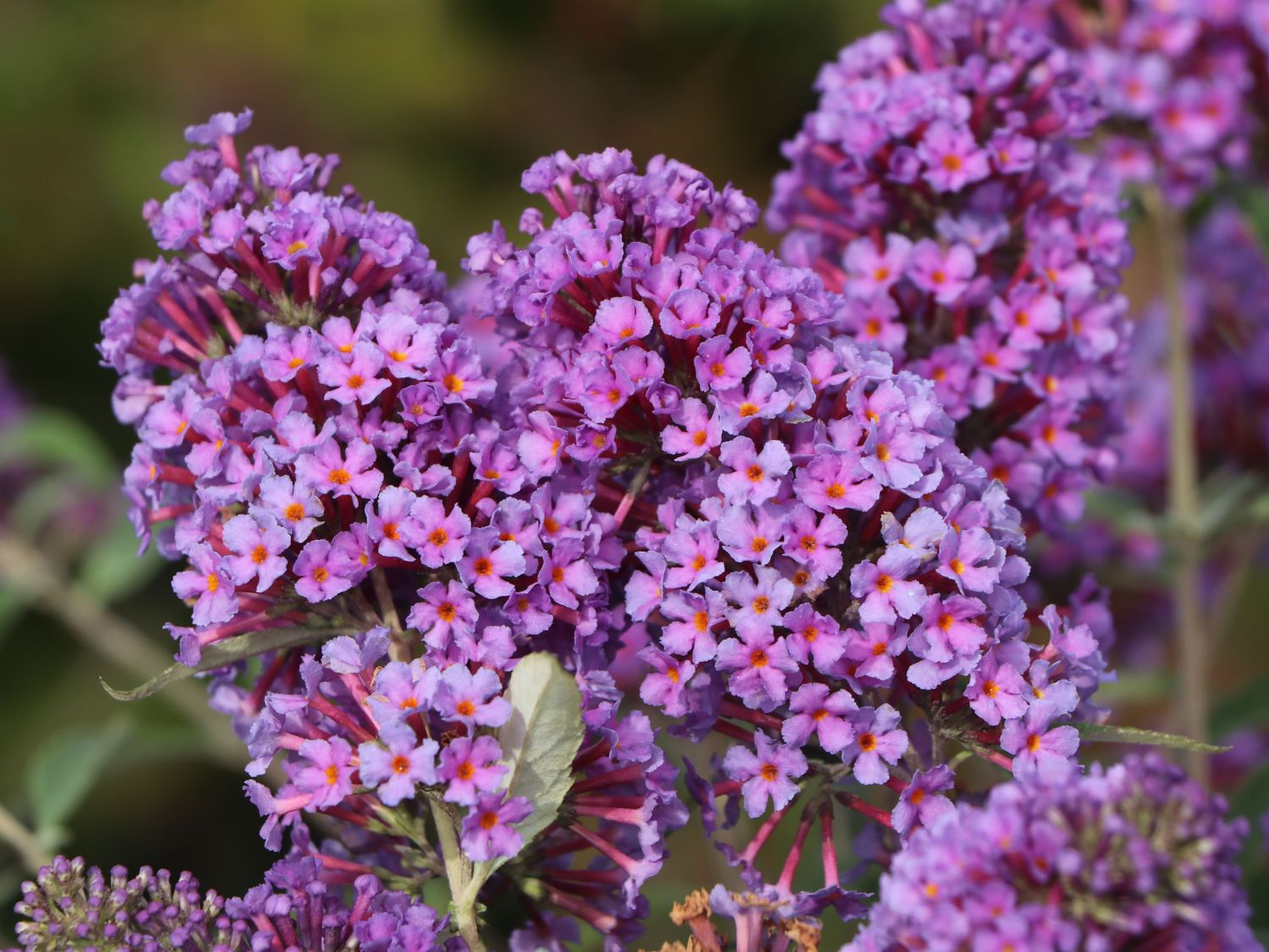 Schmetterlingsflieder / Sommerflieder Summer Kids ® 'Eddi' - Buddleja davidii Summer Kids ® 'Eddi'