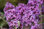 Schmetterlingsflieder / Sommerflieder Summer Kids ® 'Eddi' - Buddleja davidii Summer Kids ® 'Eddi'