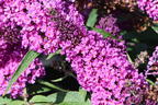Schmetterlingsflieder / Sommerflieder Summer Kids ® 'Eddi' - Buddleja davidii Summer Kids ® 'Eddi'